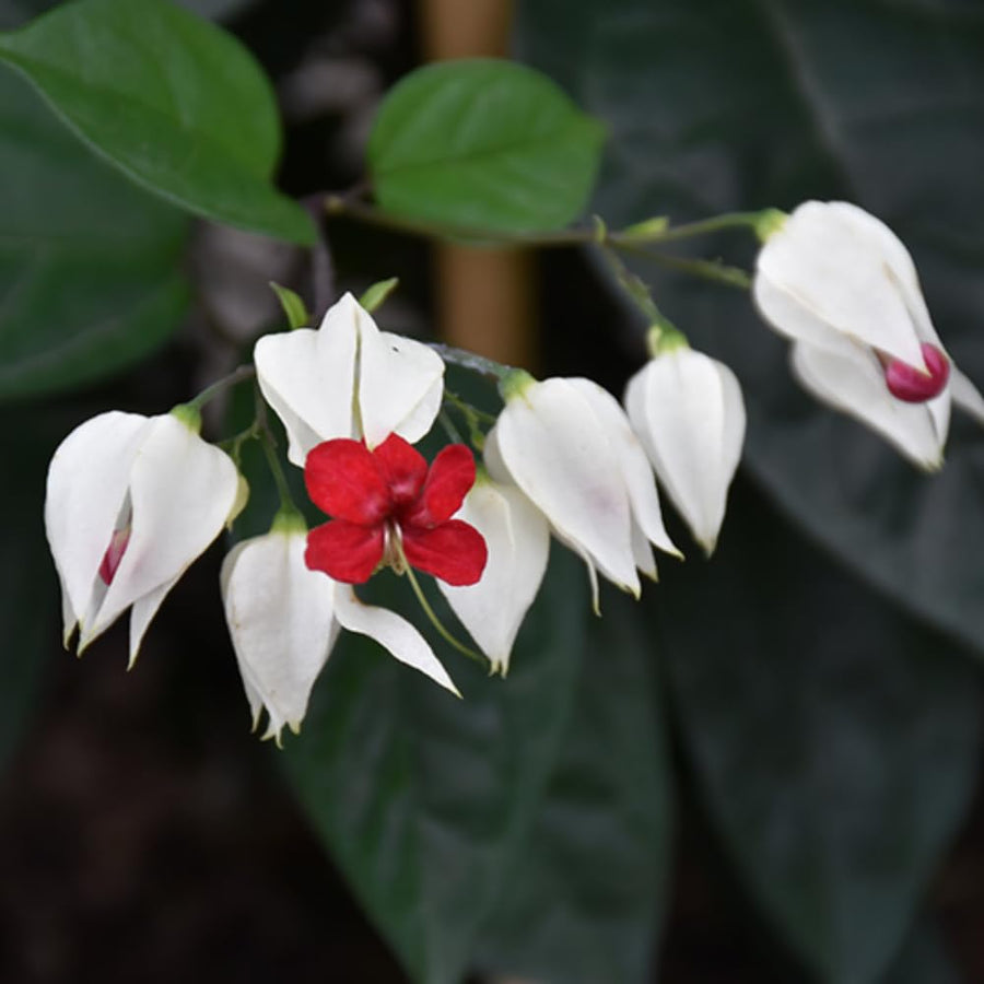 2 Clerodendrum Plants Live 5-9 Inc Tall - Great for Beautifying Indoor and Outdoor Spaces - Trailing Light Bulb Flowering Vine (White Bleeding Heart)