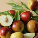High Yield Li Jujube Tree Live Plant, 9 to 14 Inches in Tall Potted, Dormant in Winter