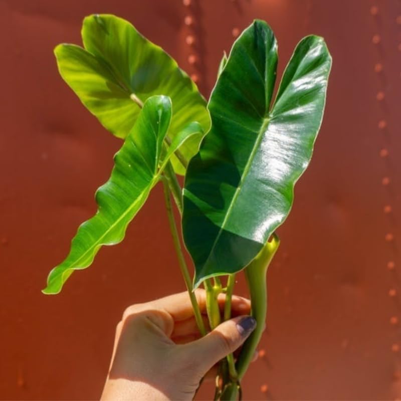 2 Rare Philodendron Live Plants Varieties Collection, Philodendrons Plants Size 5-9 Inc for Indoor Houseplant Décor, Ornamental Tropical Well-Rooted (Vining Philodendron Plants)
