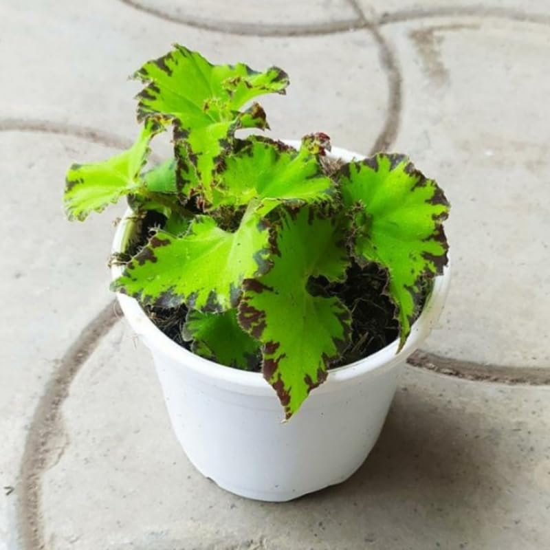 Combo 3 Green Begonia Angel Wing Plants Live, Begonia Maculata Live Plant, Begonias Live Plants Outdoor, 4 to 8 Inc Tall