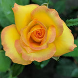 Rare Rose Bush Live Plant - Rose Plant Live to Grow - Bareroot 5-10 Inch Tall - Fragrant Rose Flowers Shrub - No Pot (Gold Rose)