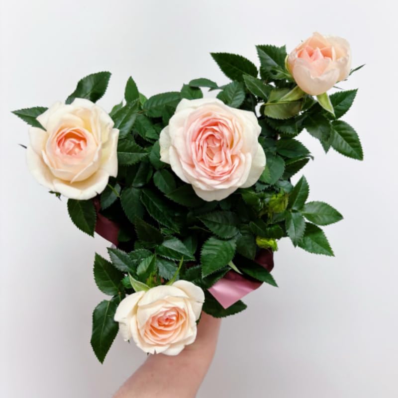 Light Pink Mini Rose Plant Live, Miniature Rose Bush in 3" Pot, Indoor Outdoor Flowering Plant, Compact Live Rose for Gifts and Gardens