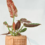 2 Rare Philodendron Live Plant 5-9" Tall, Rare Tropical Indoor Houseplant Home Garden