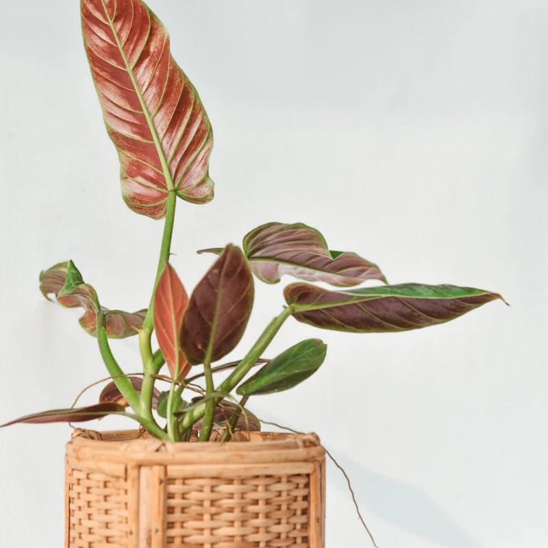 2 Rare Philodendron Live Plant 5-9" Tall, Rare Tropical Indoor Houseplant Home Garden