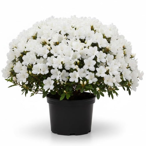 White Azalea Plant in 4 Inch Pot, 8-10 Inch Tall, Azalea Bush Rhododendron Like Flowering Shrub with Vibrant Spring Blooms for Garden and Containers