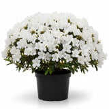 Azalea Plant in 4 Inch Pot, 8-10 Inch Tall, Azalea Bush Rhododendron Like Flowering Shrub with Vibrant Spring Blooms for Garden and Containers