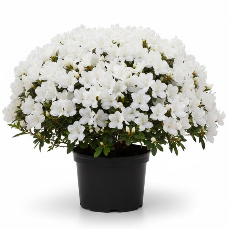 Azalea Plant in 4 Inch Pot, 8-10 Inch Tall, Azalea Bush Rhododendron Like Flowering Shrub with Vibrant Spring Blooms for Garden and Containers