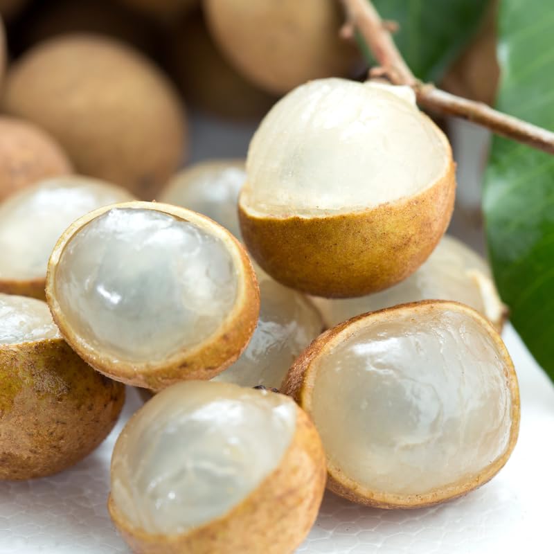 Longan Tree Live in Pot, 3 Ft Tall Grafted Longan Fruit Live Plant, Tropical Fruit Tree
