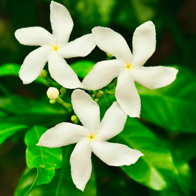 2 Jasmine Plants Live, Random Jasmine Tree Live Plant Plugs Size, Fragrant White Flower, 2-3 Inches in Tall, No Pot, Fast-Growing