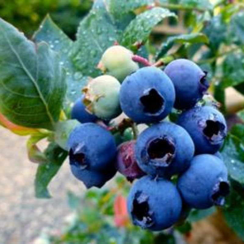2 Blueberry Plant Live 1 Year Old, Sweet Blueberry Bush Live Plant, Blueberry Tree Live, Blueberries Shrub (Earliblue Blueberry Plants)