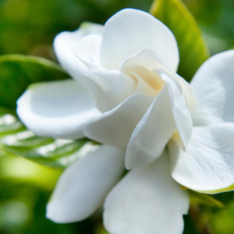 White Gardenia Live Plant, Fragrant Jasmine Gardenia, 7–9 Inches Tall, Hardy Perennial Flower, Well Rooted, Ready to Grow for Indoor or Outdoor Planting, No Pot