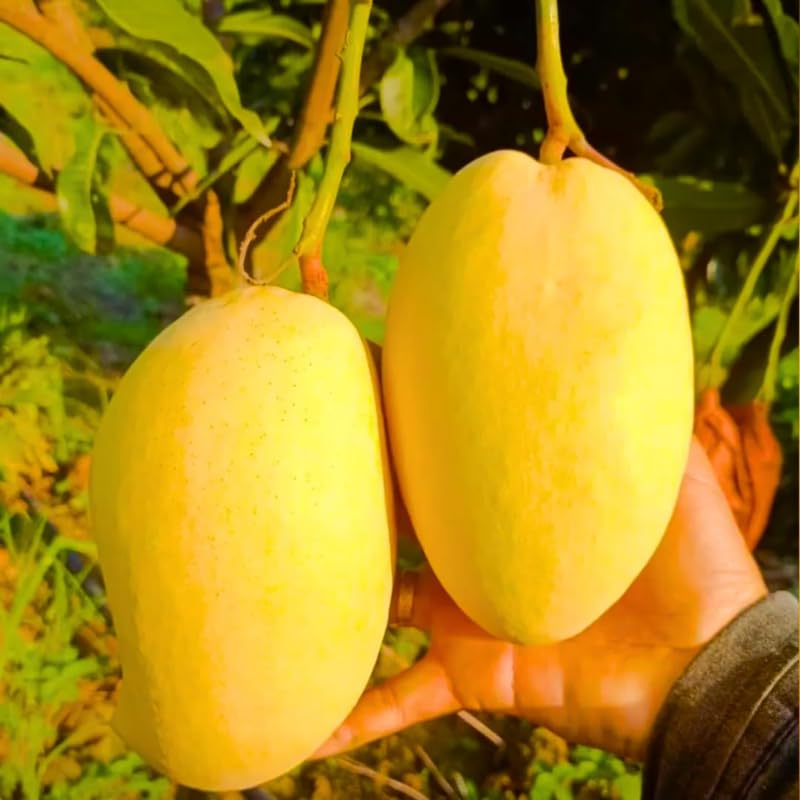 Julie Mango Tree Live Plant, 2 Feet Tall, Tropical Mango Fruit Tree for Outdoor Planting
