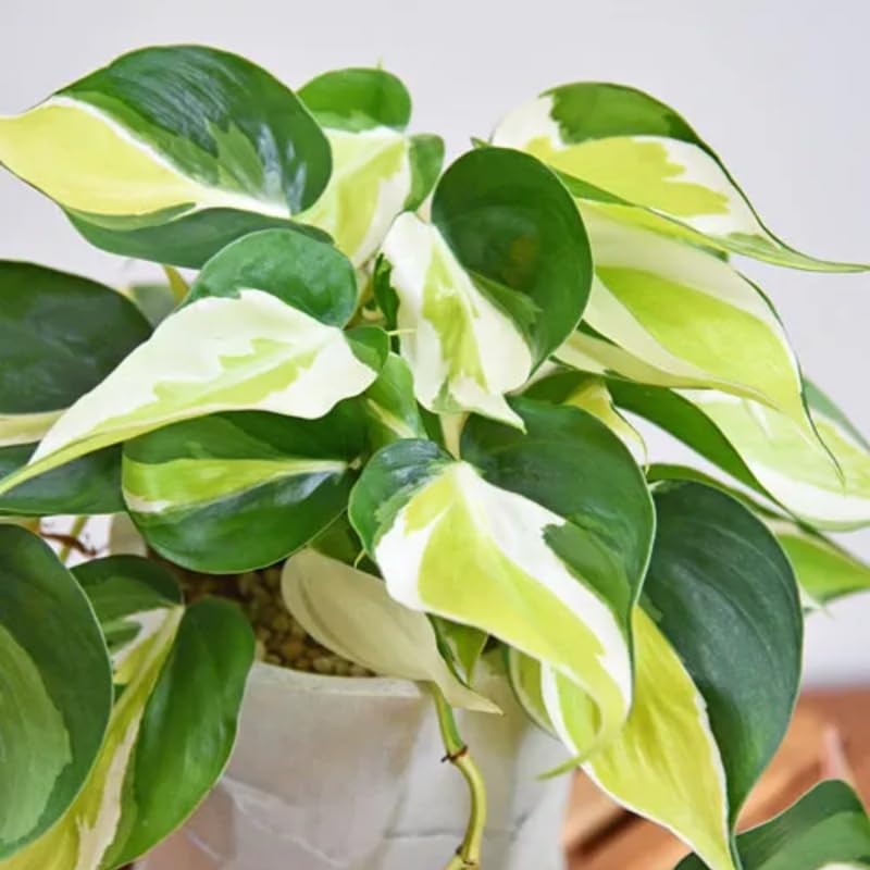 2 Rare Philodendron Live Plants Varieties Collection, Philodendrons Plants Size 5-9 Inc for Indoor Houseplant Décor, Ornamental Tropical Well-Rooted (Random Philodendron Plants)