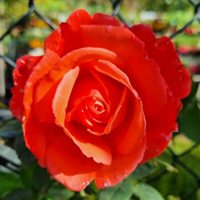 Rose Bush Live Plant, Fragrant Rose Plant Live for Planting, 5-10 Inch Tall, Ornamental Flowers Indoor Outdoor (Red Orange Rose)