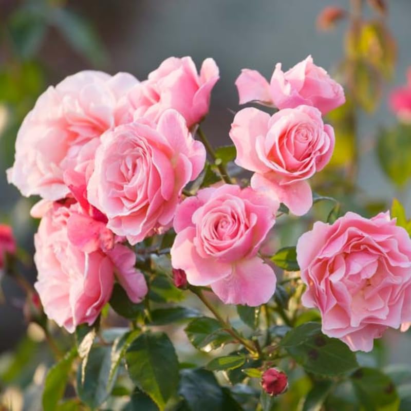 Pink Mini Rose Plant Live, Miniature Rose Bush in 3" Pot, Indoor Outdoor Flowering Plant, Compact Live Rose for Gifts and Gardens