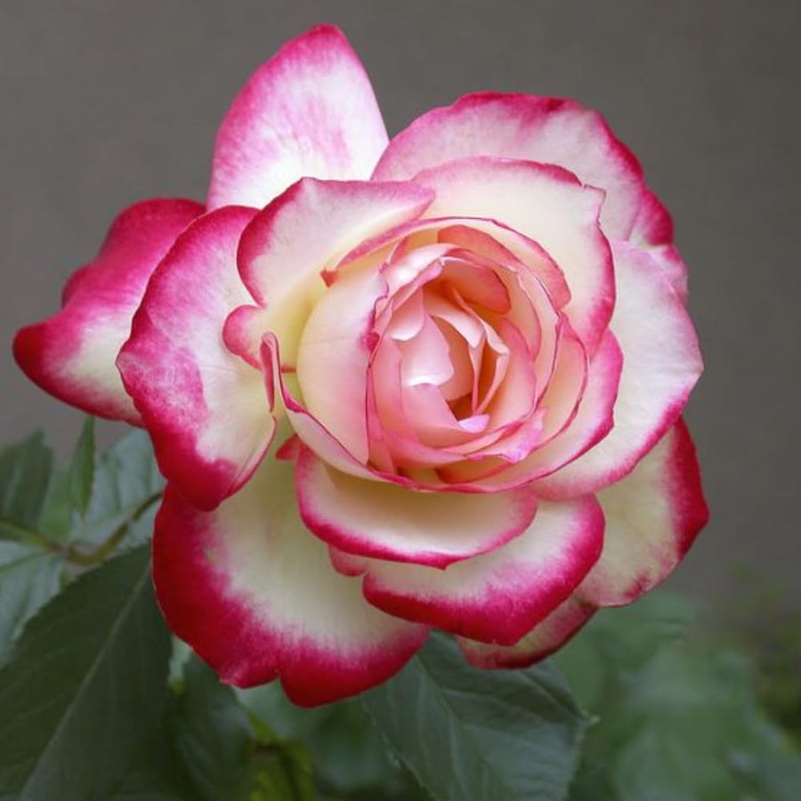 Rose Bush Live Plant - Rose Plant Live Shrub - Bareroot with Soil 5-10 Inch Tall - Fragrant Rose Flowers Heirloom Rose Shrub - No Pot (Cherry Rose)