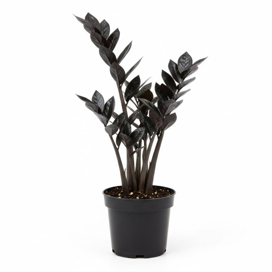 Black ZZ Plant, 3 Inch Pot - Black Zz Live Houseplant Potted for Home Garden, Office, Rare Tropical Plants