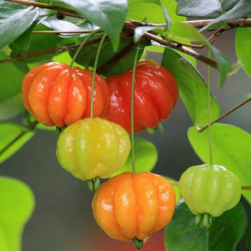 Surinam Cherry Tree Bush in 3 Gallon Pot, 2 Ft Tall Red Cherry Live Plant, Well Rooted