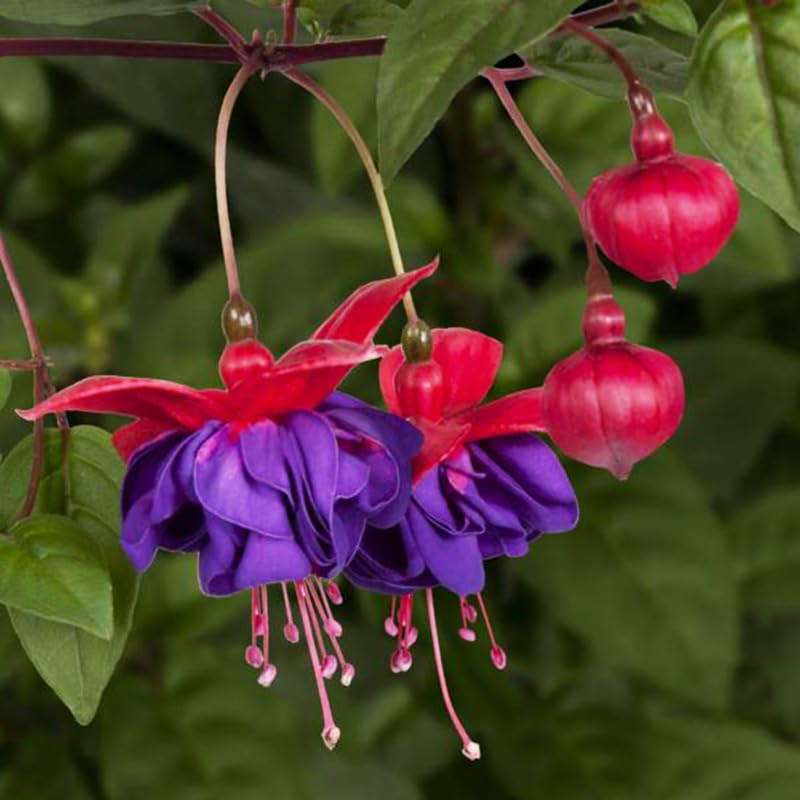 Blue Fuchsia Plant Live in 5-Inch Pot, Hanging Basket Flower, Hardy Fuchsia Vine for Shade Gardens, USDA Zones 8-11