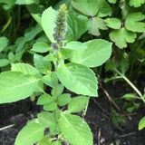 Set 6 Holy Basil Plants, 3-5 Inch Tall Herb Tusil Basil Plant, Live Perennial Herb Plant for Indoors, Outside Garden