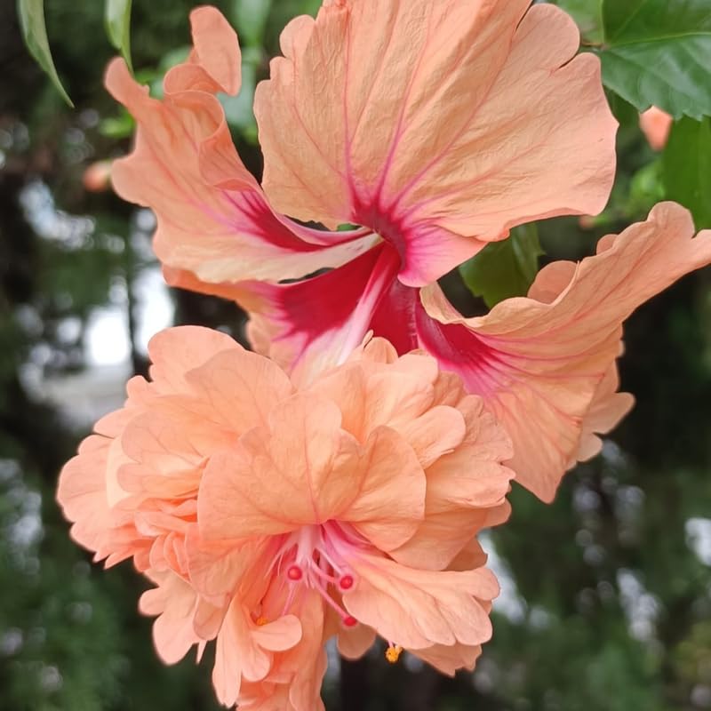 Peach Hibiscus Plant Live, Hardy Hibiscus Flowers Colorful Blooms for Outdoor Landscapes, 8-10 Inch Height, Hibiscus Shrubs, No Pot, Well-Rooted