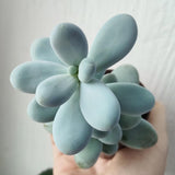 Succulent Plant Live, Live Indoor Outdoor Succulent Plant, 2 Inch Pot, Low-Maintenance Decorative Houseplant (Blue Succulent)