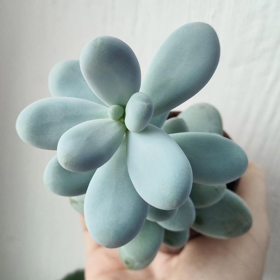 Succulent Plant Live, Live Indoor Outdoor Succulent Plant, 2 Inch Pot, Low-Maintenance Decorative Houseplant (Blue Succulent)