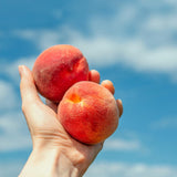 2 Large Fruit Red Peach Tree Live Plant, 6 to 13 Inches in Tall, Zones 5 to 9, Winter Hardy, No CA