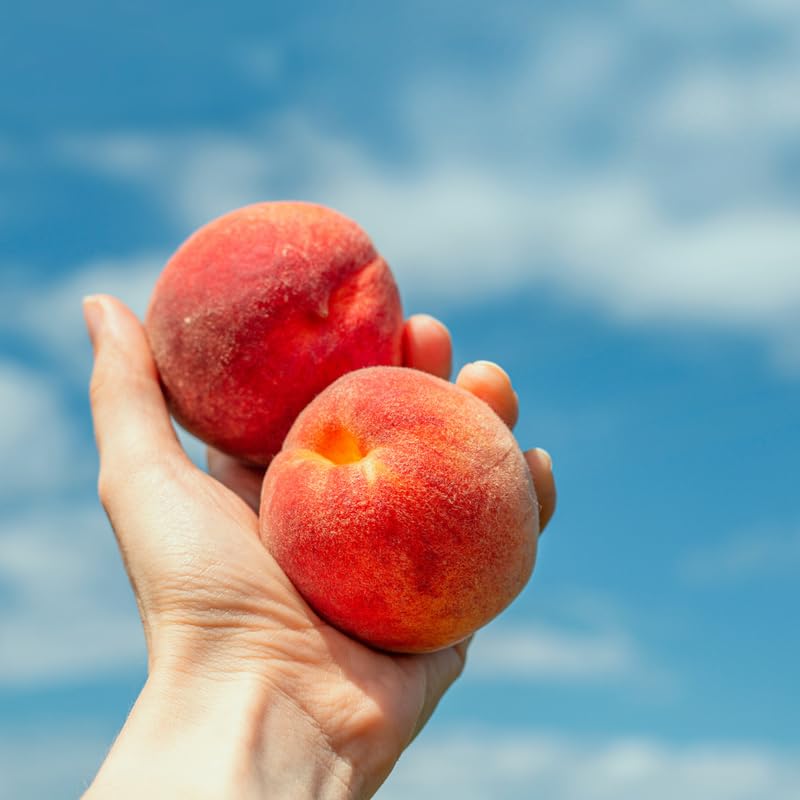 Red Peach Tree Live Plant Dormant and Bare Root, 6-12 Inc in Tall, Cold Hardy, Well-Rooted for Planting, No CA