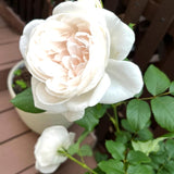 Climbing Rose Bushes Ready to Plant, Well-Rooted, Hardy Roses Tree 5 to 10 Inc Tall, Fragrant, Outdoor Planting (Red)
