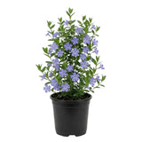 2 Vinca Minor Live Plants in 4'' Pot, Periwinkle Ground Cover Vine, Fast Growing Trailing Plant for Garden Beds, Borders or Landscape Planting