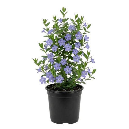 2 Vinca Minor Live Plants in 4'' Pot, Periwinkle Ground Cover Vine, Fast Growing Trailing Plant for Garden Beds, Borders or Landscape Planting