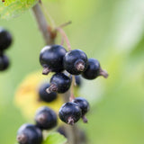 Set of 12 Live Chokeberry Tree Plant Rooted Cuttings, Sweet Edible Berry Fruit, Ready to Grow, Suitable for Outdoor Planting