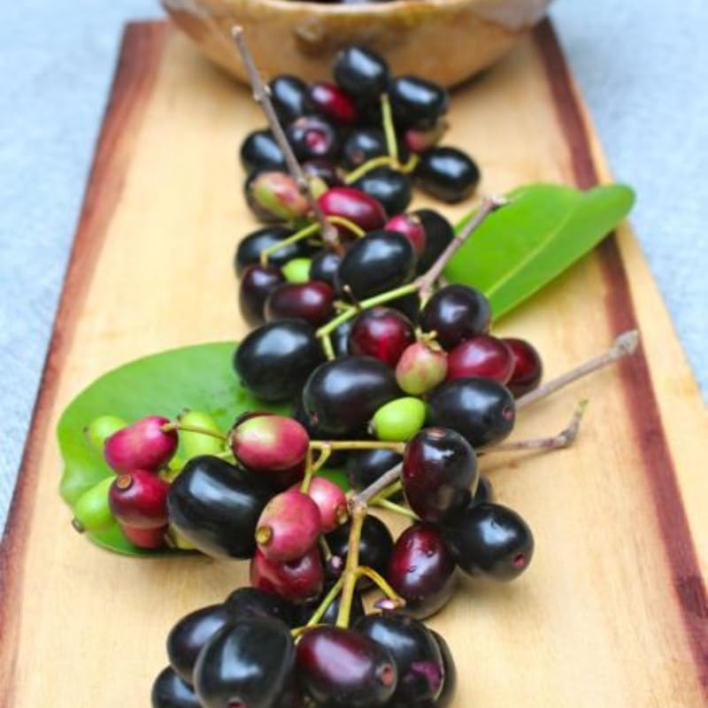 8"-14" Black Jambu Plum Tree Live Plant in Half Gallon Pot, Sweet Tropical Fruit for Outdoor Planting, No CA