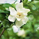 Cape Jasmine Plant Live, Frostproof Gardenia Flowering Vine Plant 4-9 Inch, Climbing Jasmines Well Rooted Houseplant Indoor Outdoor