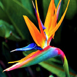 Set 2 Orange Bird of Paradise Plants Live, Strelitzia Reginae Live Plant, Established Roots, 5 Inc to 1 Feet Tall, No Pot