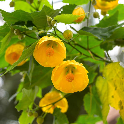 Set 2 Abutilon Plants Live, Hanging Lantern Flowers, Abutilon Trailing Vine 4-9 Inches - Yellow