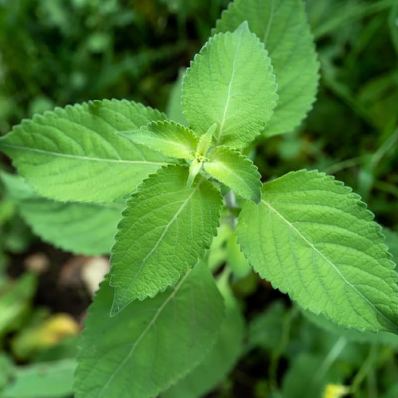 3 Holy Basil Plant Live, Tusil Basil Plants, Herb Plant, 3-5 Inch Tall for Planting