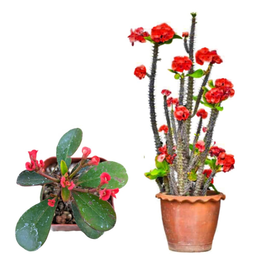 Red Euphorbia Milii Crown of Thorns Plant Live, 4" Potted Succulent Plant Live, Outdoor Indoor Gardening, Crown of Thorn Live Plant, Very Hardy