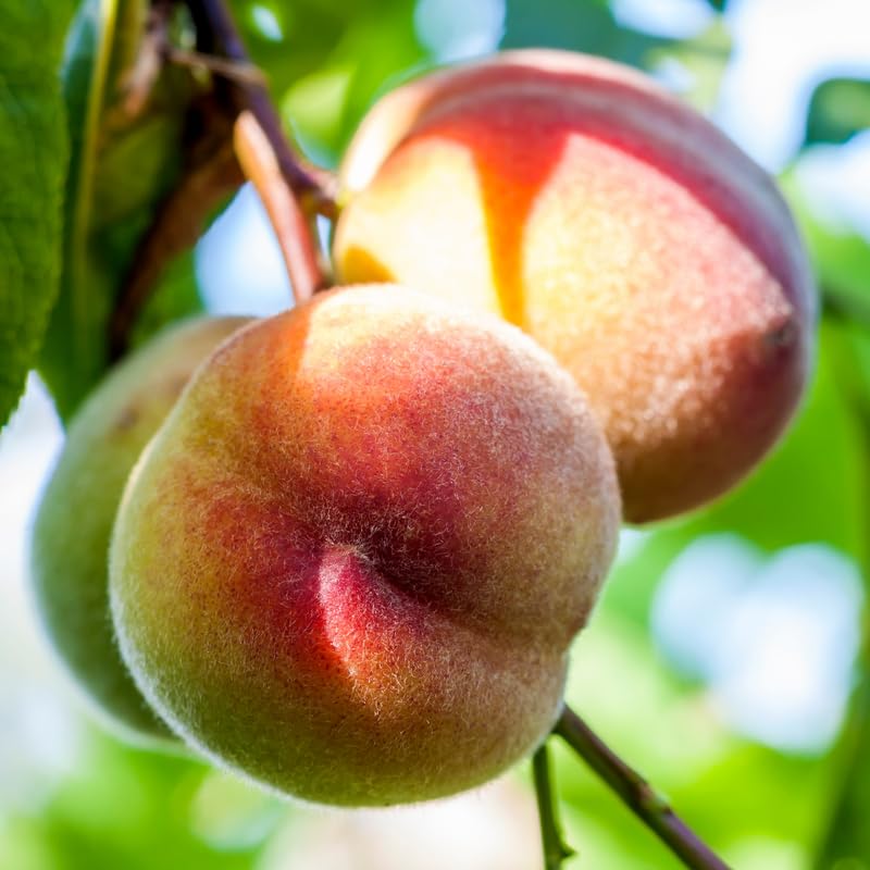 Red Yellow Peach Tree Live Plant, 1 Year Old Seedling, 7 to 14 Inches in Tall, Winter Hardy and Dormant, No CA