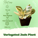 Variegated Jade Plant, Crassula Ovata Live Plant, Jade Succulent Houseplant, 2 Inch Pot for Indoor Outdoor Planting