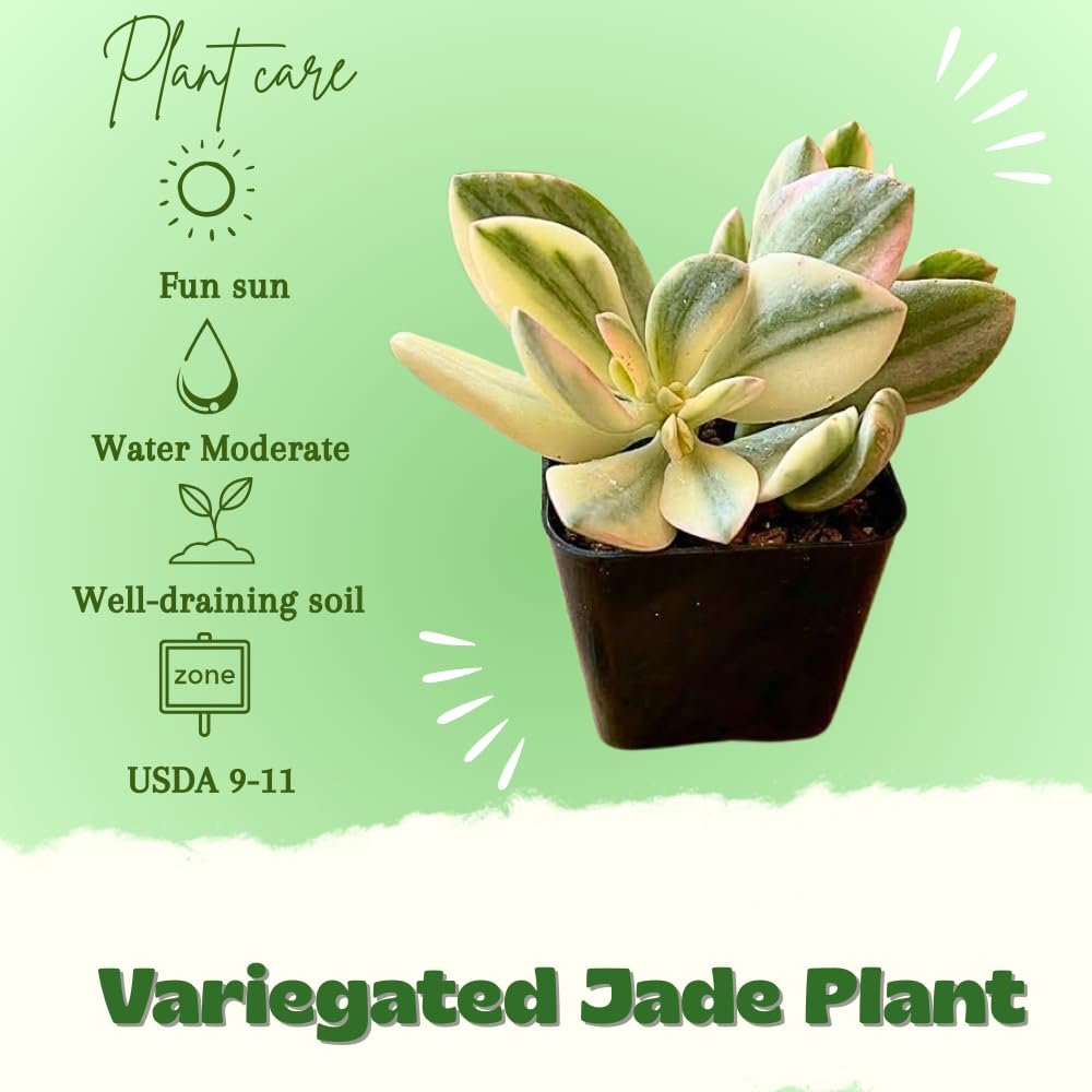 Variegated Jade Plant, Crassula Ovata Live Plant, Jade Succulent Houseplant, 2 Inch Pot for Indoor Outdoor Planting