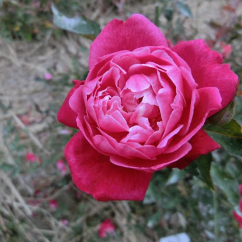 Deep Pink Climbing Roses Live Plants 7 Months Old, Rose Bushes Ready to Plant 5-9" Tall, Very Fragrant, Can Grow As Climber or Bush Tree or Trellises, Walls, Fences