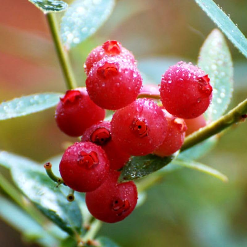 Pink Lemonade Blueberry Plant Live in 4’’ Pot, High Yield Blueberries Bush Shrub, Sweet Flavor, Ideal for Home Gardens, Patio Containers