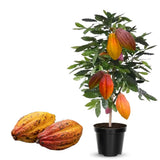 6 Months Old Theobroma Cacao Tree Plant Live, High Yield Cocoa Chocolate Trees Live Plants 8" Tall in Half Gallon Pot, Outdoor Indoor Growing, No CA