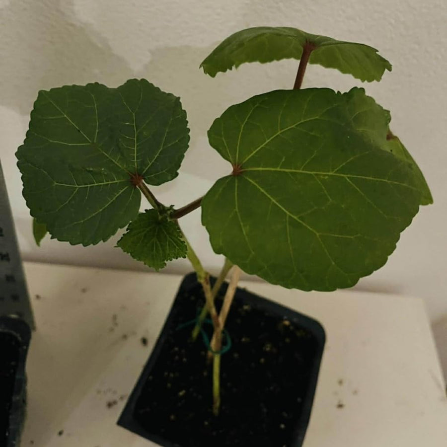 2 Red Okra Plants, 4-8 Inc Tall, Okra Plants Live for Planting, Live Vegetable Plant, Fast-Growing and Well-Rooted