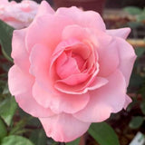 Rose Plant Live for Planting Ornamental Garden, 5-9 Inc Tall, Well-Rooted, Roses Bush Ready to Grow Outdoor, Fragrant Flowers Shrub, No Pot (Pink Rose)