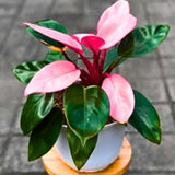 2 Rare Philodendron Live Plants Varieties Collection, Philodendrons Plants Size 5-9 Inc for Indoor Houseplant Décor, Ornamental Tropical Well-Rooted (Pink Princess Philodendron Plants)