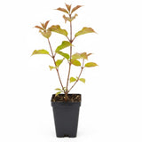 Pink Viburnum Live Plant, 2.5 Inch Pot Hardy Flowering Shrub, Fragrant Spring Blooms for Landscape Garden