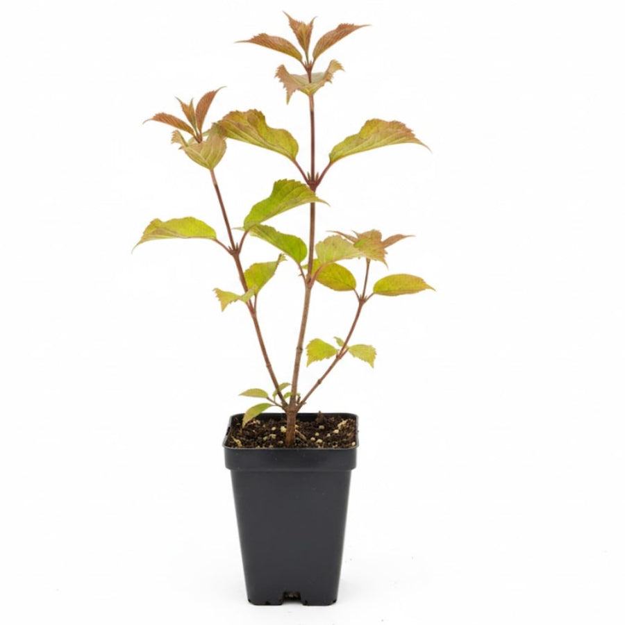 Pink Viburnum Live Plant, 2.5 Inch Pot Hardy Flowering Shrub, Fragrant Spring Blooms for Landscape Garden